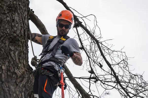 Quality Shelton Tree Service for Residential Tree Projects