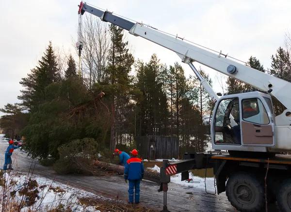 Experienced Tree Removal Company Near Me for Any Job Size