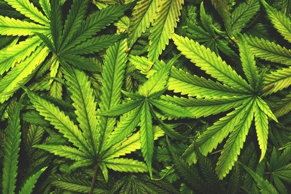Choosing Hemp Products Online A Guide for New Buyers
