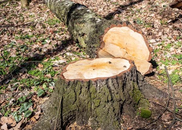 Premium Tree Care for Stronger Healthier Trees