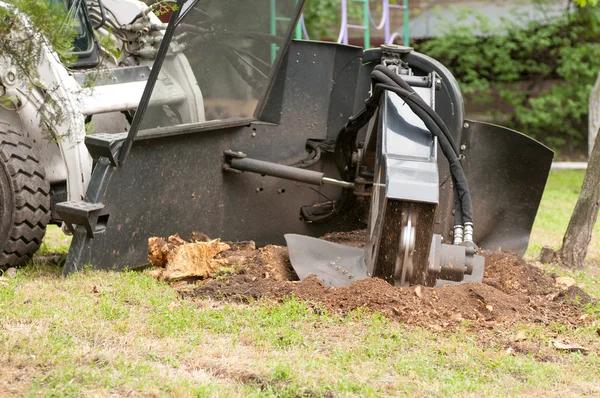 Protect Your Home With Expert Tree Removal Service